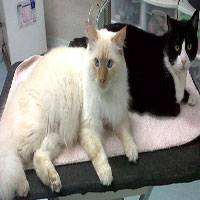 cat grooming cat grooming