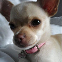 dog groomers dog groomers